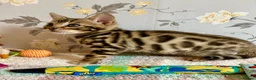 Bengal cats for sale: *READY NOW* Bengal Kittens - Advert 4