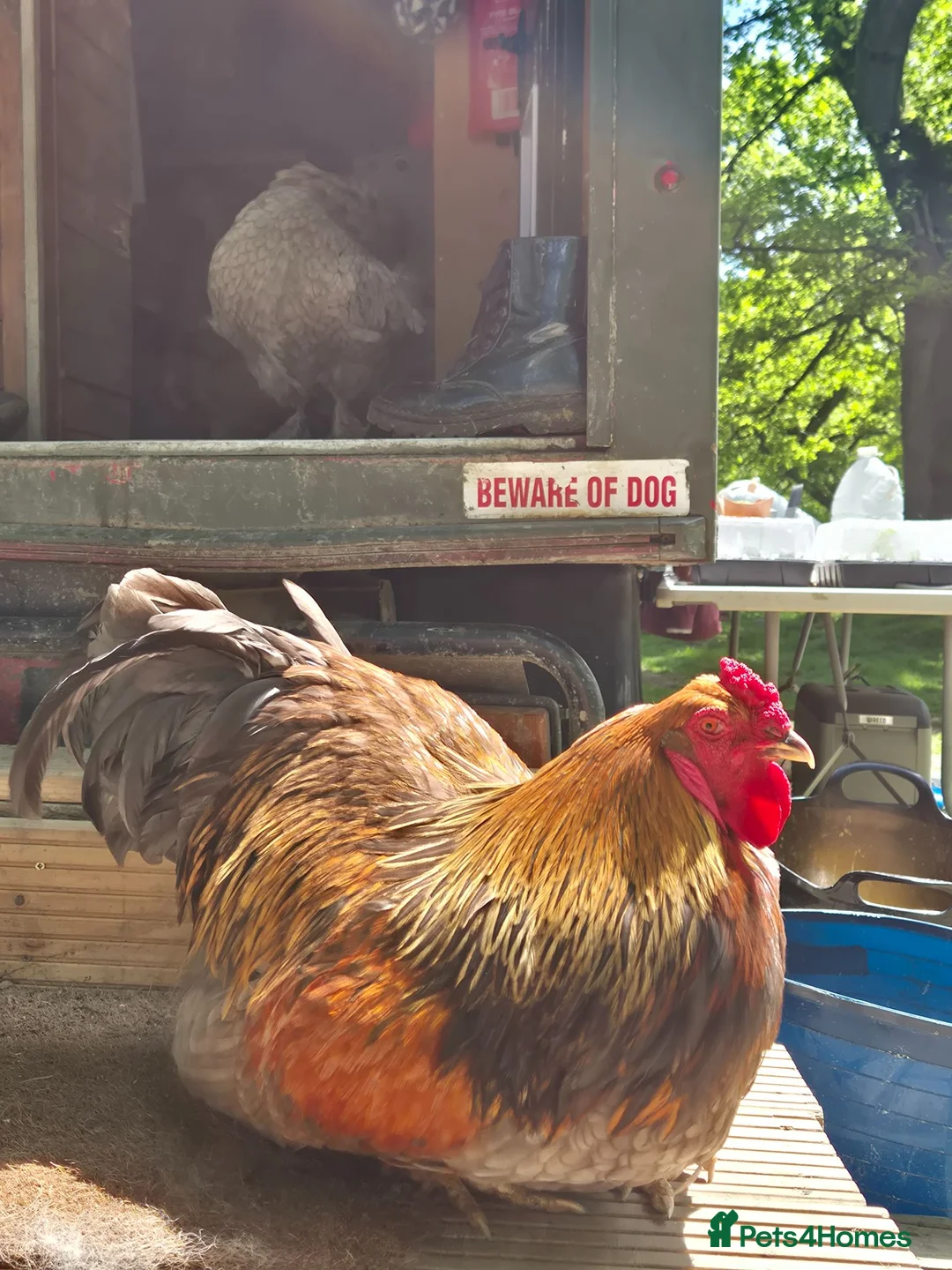 Chickens poultry for sale: Free brahma x cockeral  - Advert 2