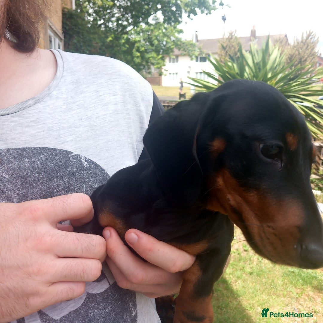 Miniature Dachshund dogs for sale: Miniature dachund - Image 3