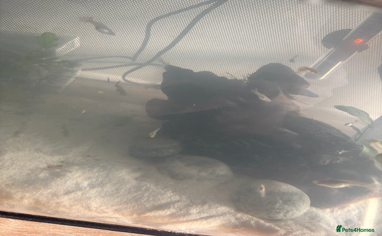 Live Bearers fish - Advert 2