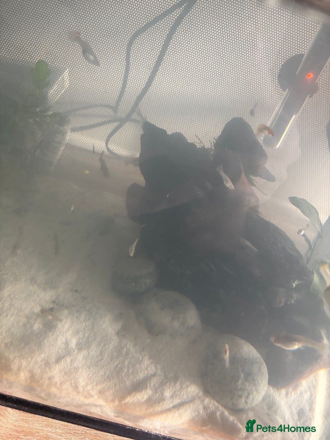 Live Bearers fish for sale: 20 for £20 guppies - Image 1