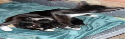 Mixed Breed cats for sale: Kitten - Advert 6