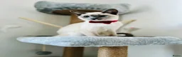 Snowshoe cats for sale: Snowshoe kitten  Looking for a Loving Home - Advert 10