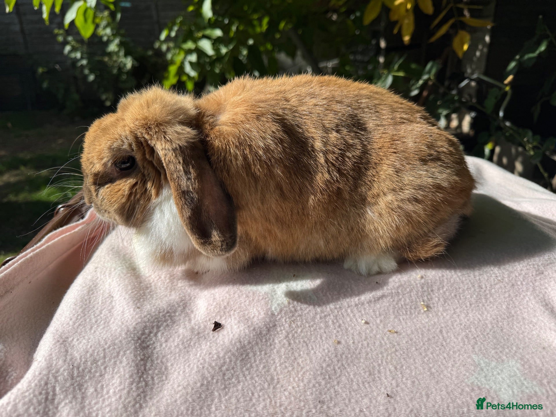 Mini Lop rabbits Mini lop adult doe for sale  - Advert 2