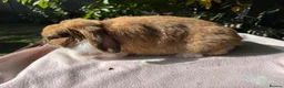 Mini Lop rabbits for sale: Mini lop adult doe for sale  - Advert 5
