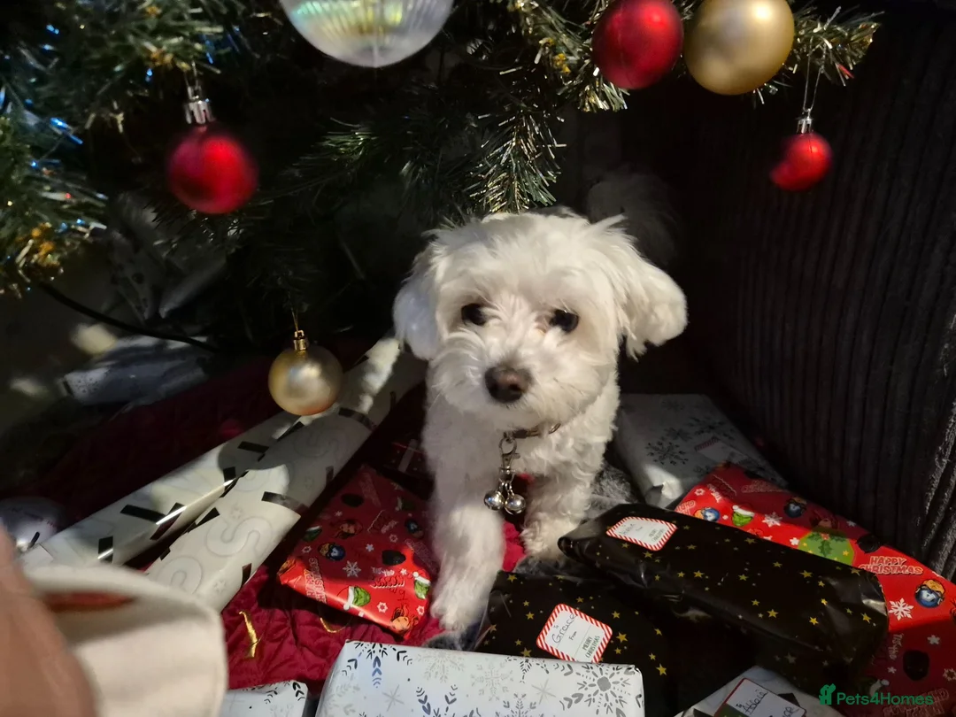Maltipoo dogs for sale: One female puppy - Advert 2
