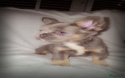 French Bulldog dogs for sale:  🐾READY FOR NEW HOMES NOW Isabella&Tan Boys🏡🐾 - Image 17