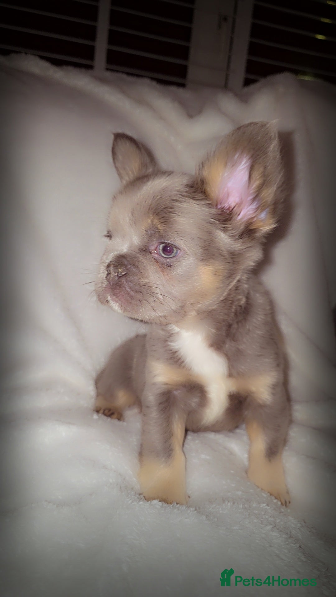 French Bulldog dogs for sale:  🐾READY FOR NEW HOMES NOW Isabella&Tan Boys🏡🐾 - Image 17