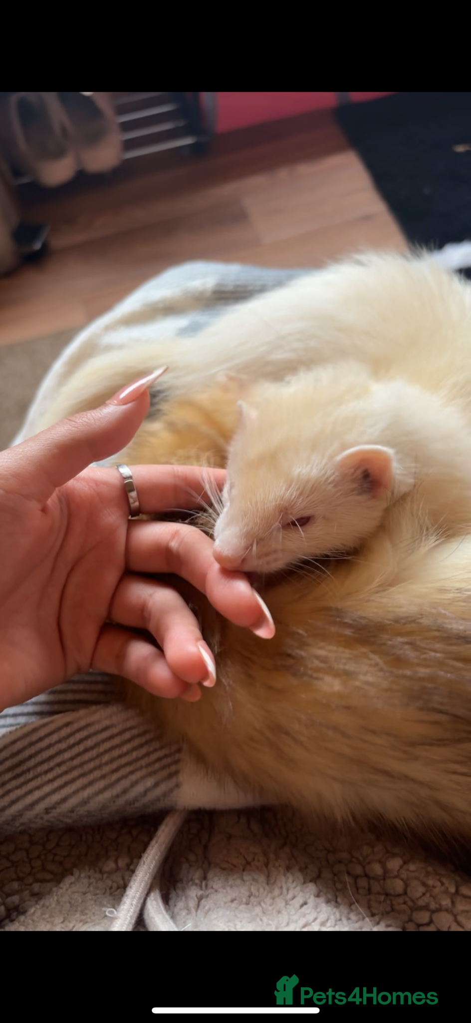 Ferret rodents Ferret kits for sale (reserve) - Advert 17