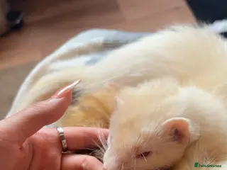 Ferret rodents Ferret kits for sale (reserve) - Advert 17
