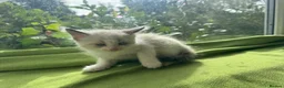 Ragdoll cats for sale: Beautiful Ragdoll Kittens :)  - Advert 10