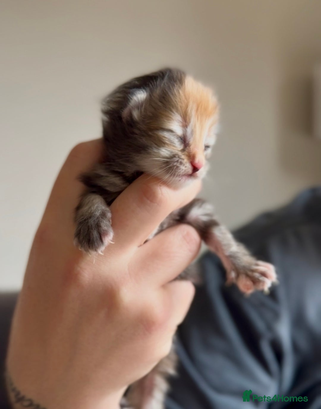 Siberian cats for sale: Exceptional Siberian Kittens - Waiting List Open - Image 9