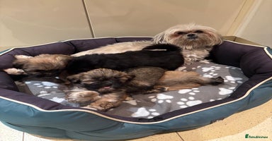 Lhasa Apso dogs Pedigree full bred Lhasa apso puppies - Advert 7