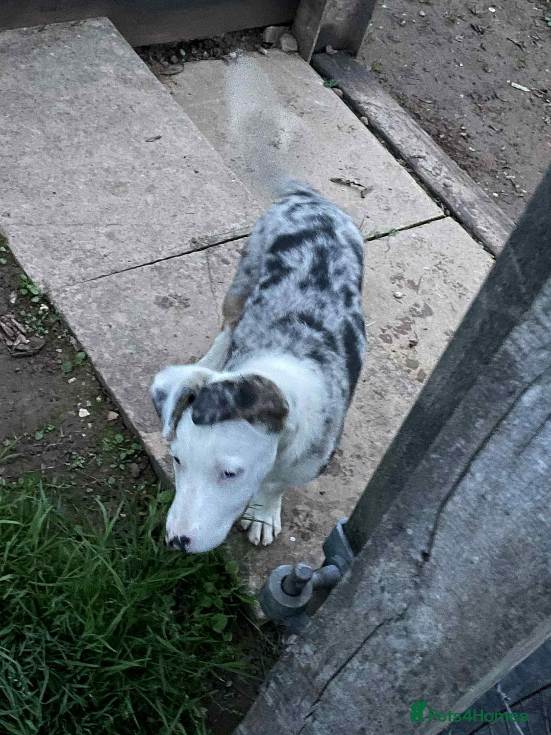 Bearded Collie dogs for sale: Beautiful blue merle border collie pups! - Image 24