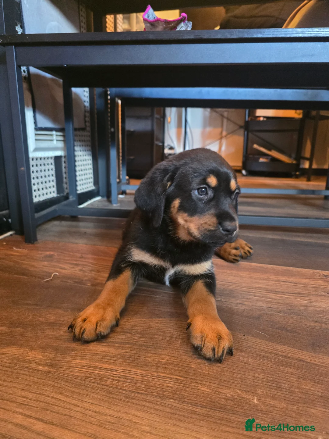 Mixed Breed dogs for sale: Tibetan mastiff X Boerboel X Rottweiler puppies  - Advert 2