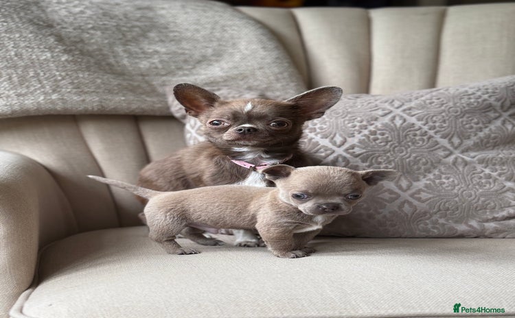 Chihuahua dogs - Advert 1