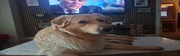 Golden Shepherd dogs for sale: Last male golden sherperd - Advert 3