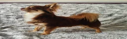 Chihuahua dogs for stud: STUD: Long Coat Chocolate Boy in Aldershot - Advert 8