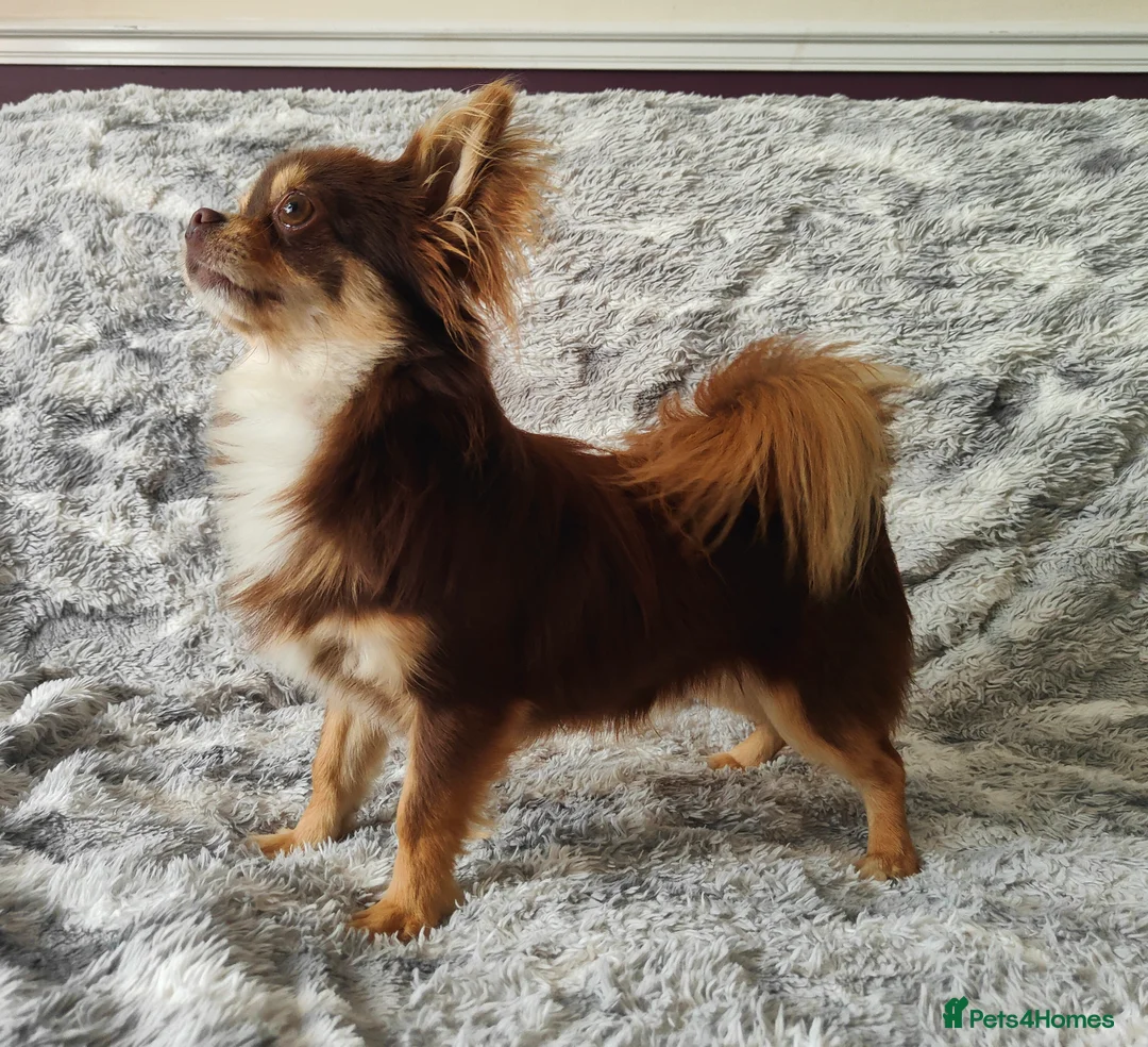 Chihuahua dogs for stud: STUD: Long Coat Chocolate Boy in Aldershot - Advert 8