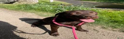 Labrador Retriever dogs for sale: Stunning KC Chocolate Labrador puppies - Advert 2