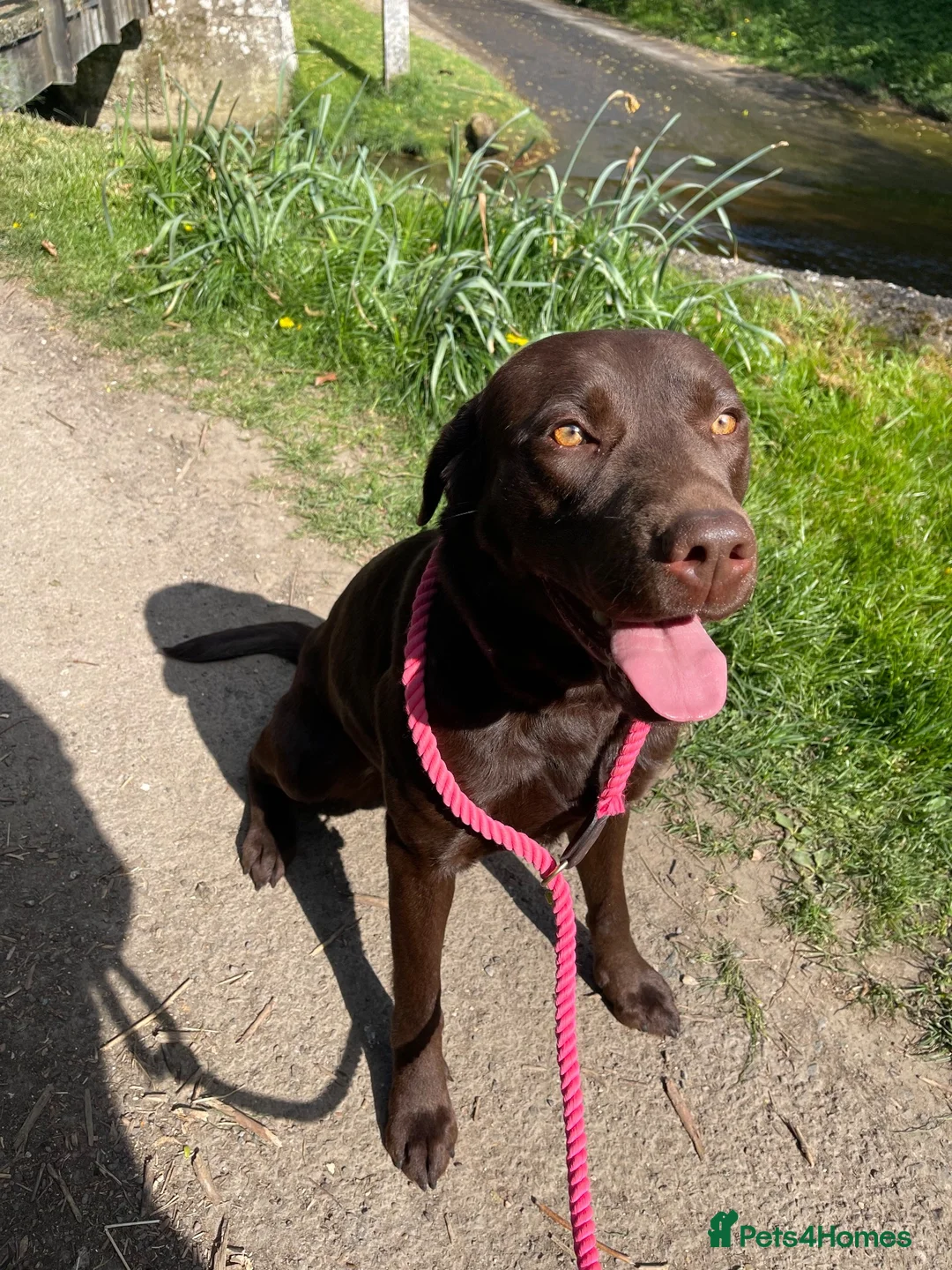 Labrador Retriever dogs for sale: Stunning KC Chocolate Labrador puppies - Advert 2