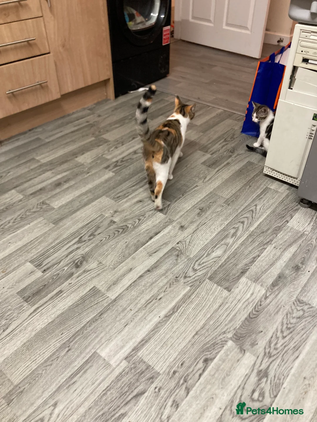 Mixed Breed cats for sale: 8 month old kitten - Advert 3