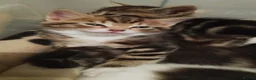 Domestic Shorthair cats for sale: Beautiful, Silky Soft, Furry, Adorable Kittens in Port Talbot - Advert 4