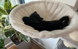 Mixed Breed cats for sale: 3 kittens for sale  - Image 9