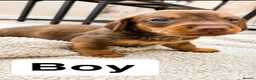 Dachshund dogs for sale: Beautiful Standard Dachshund Puppies for sale  - Advert 5
