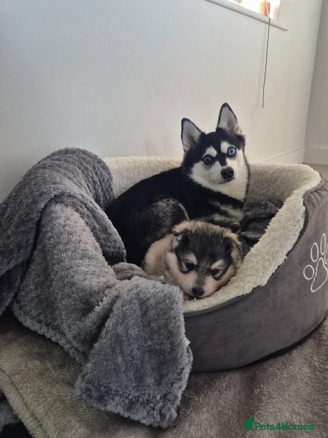 Siberian Husky dogs for sale: ALASKAN KLEE KAI MALE - Advert 2