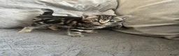 Mixed Breed cats for sale: THREE ADORABLE KITTENS, London in London - Advert 6