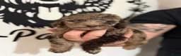 Cockapoo dogs for sale: Last Puppy remaining ❤️ f3 cockapoo puppies 🐾 - Advert 24