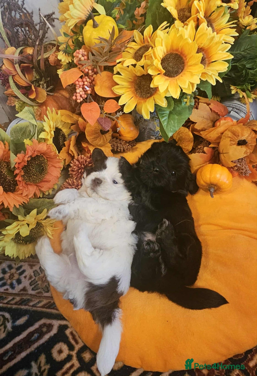 Mixed Breed dogs for sale: Beautiful puppies  - Image 3