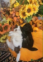 Mixed Breed dogs - Advert 7