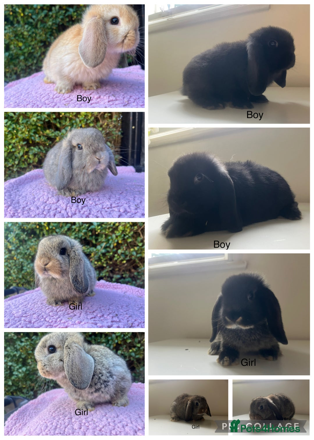 Mini Lop rabbits for sale: Mini lops available  - Advert 4