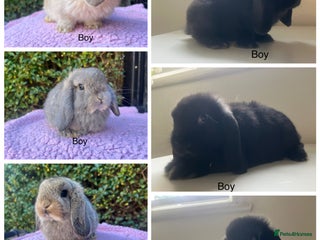 Mini Lop rabbits Mini lops available - Advert 9