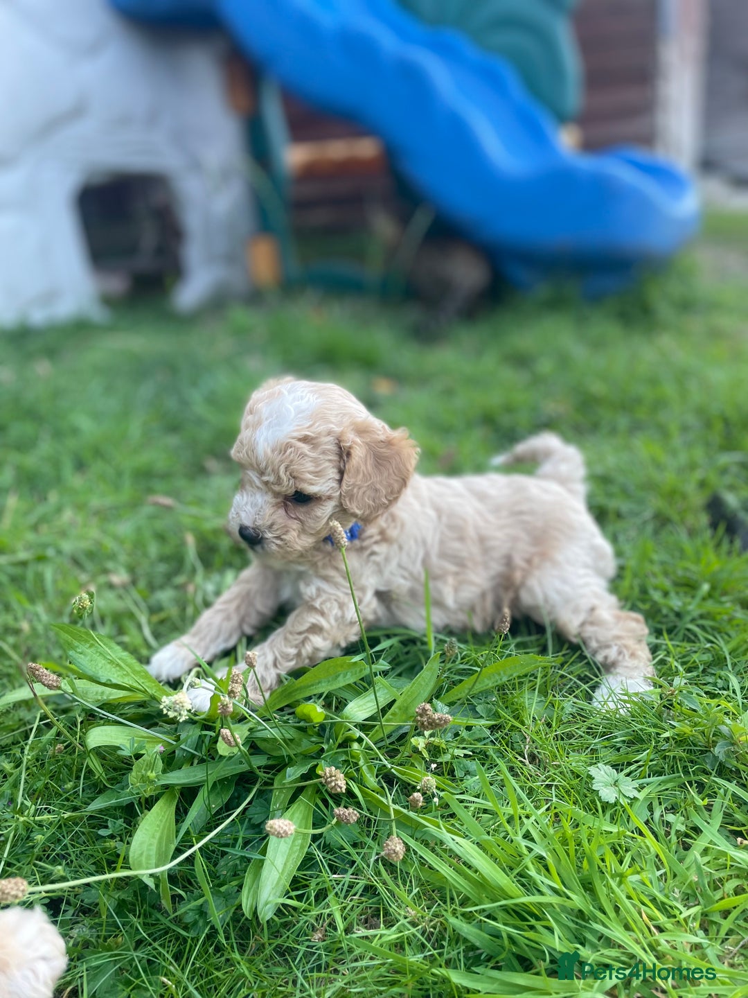 Miniature Poodle dogs for sale: Miniature poodle puppies  - Image 5