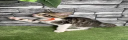 Bengal cats for sale: 5 beautiful girl bengal cross breed 🩷 - Advert 21