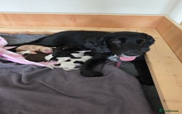 Cocker Spaniel dogs for sale: 🐾 Working Cocker Spaniel Puppies for Sale £800  - Image 29