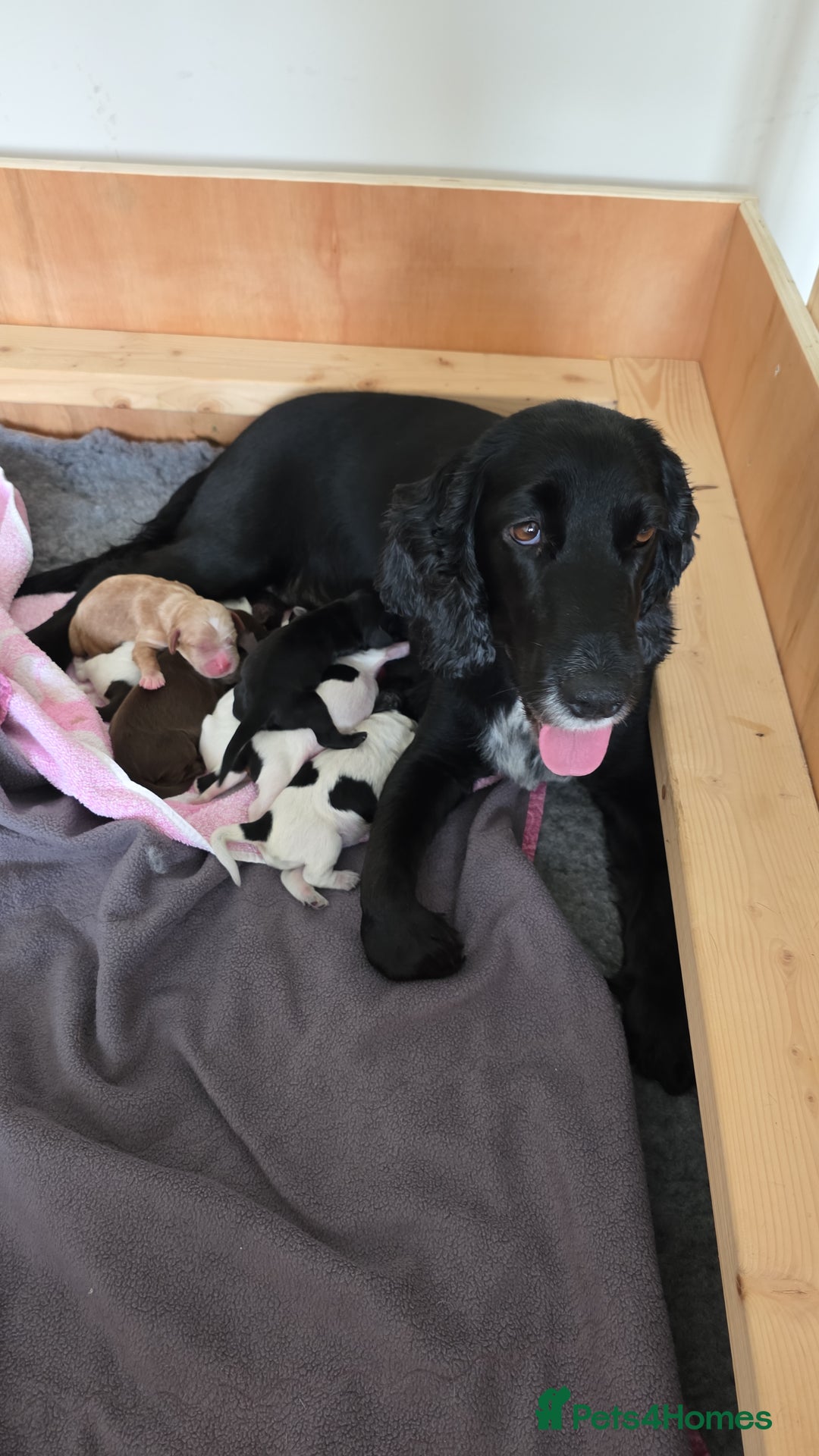 Cocker Spaniel dogs for sale: 🐾 Working Cocker Spaniel Puppies for Sale £800  - Image 29