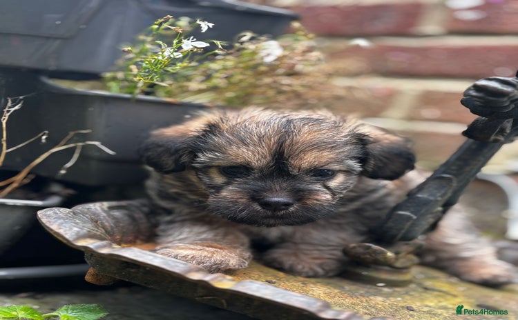Mixed Breed dogs - Advert 20