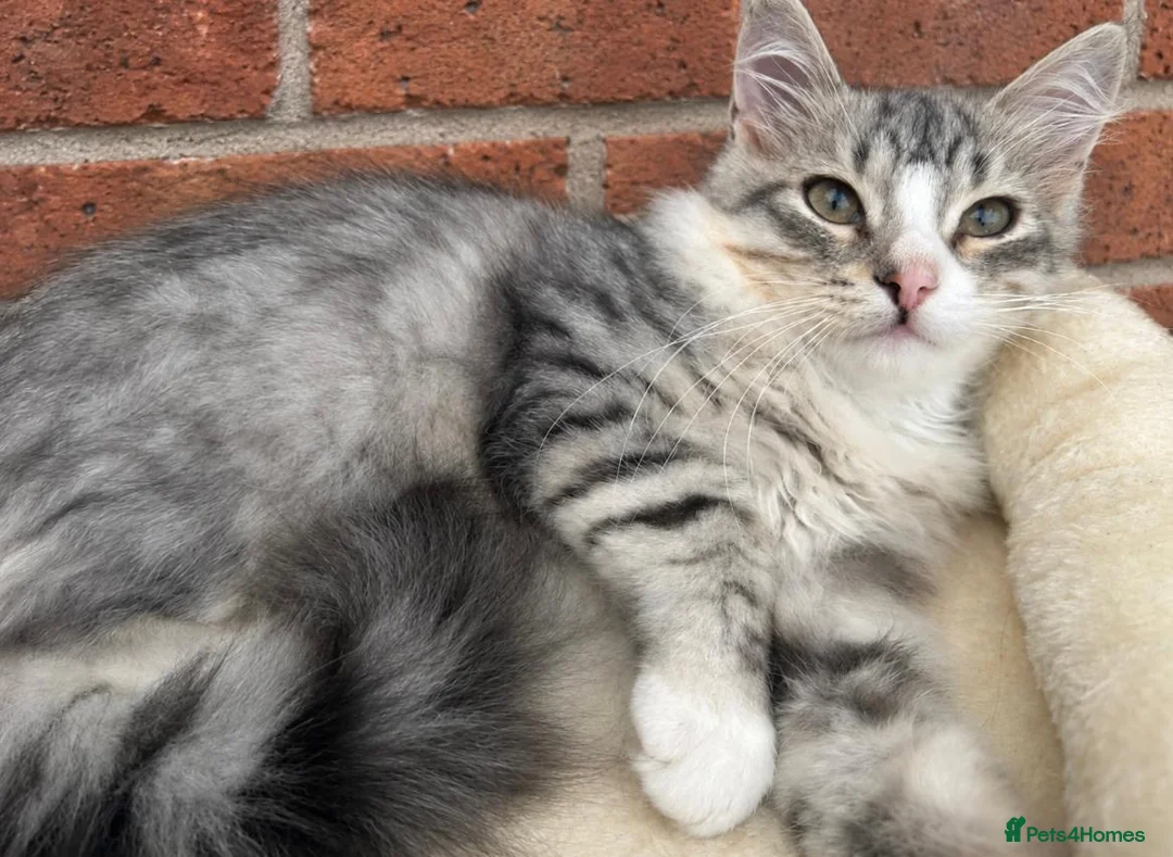 Siberian cats for sale: Pure pedigree Siberian kittens - Advert 2