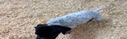 Pointer dogs for sale: English Pointer Puppies available 8th January  - Advert 21