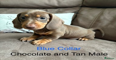 Miniature Dachshund dogs - Advert 5