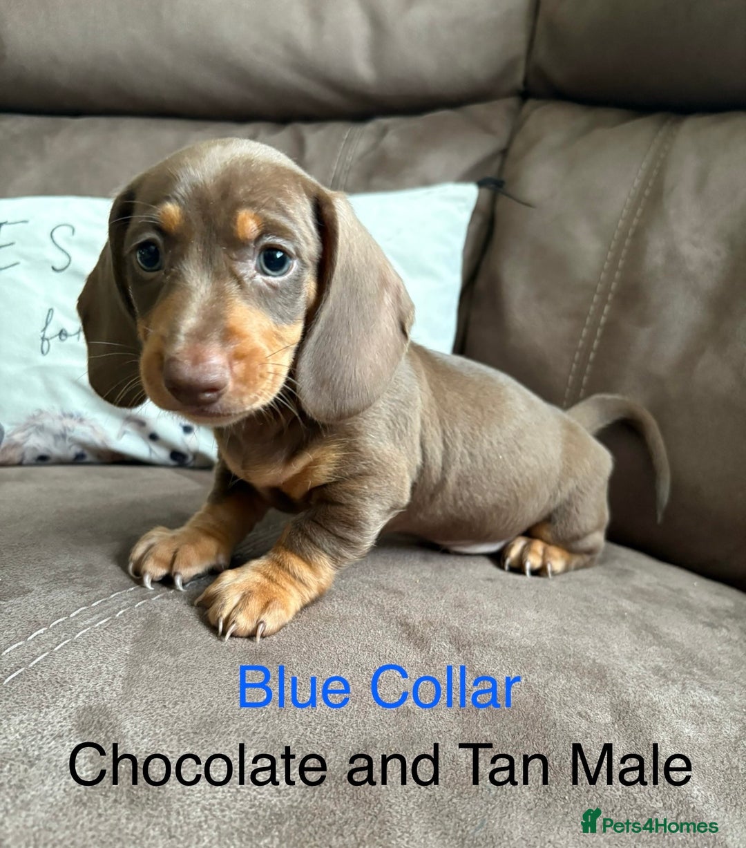 Miniature Dachshund dogs for sale: ✨READY TO LEAVE✨Miniature Dachshund Pups💕  - Image 10