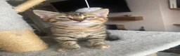 Ragdoll cats for sale: Ragdoll mixed breed kittens for sale in Thetford - Advert 8