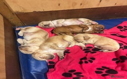 Cockerdor dogs for sale: Cockerdor puppies - Image 2