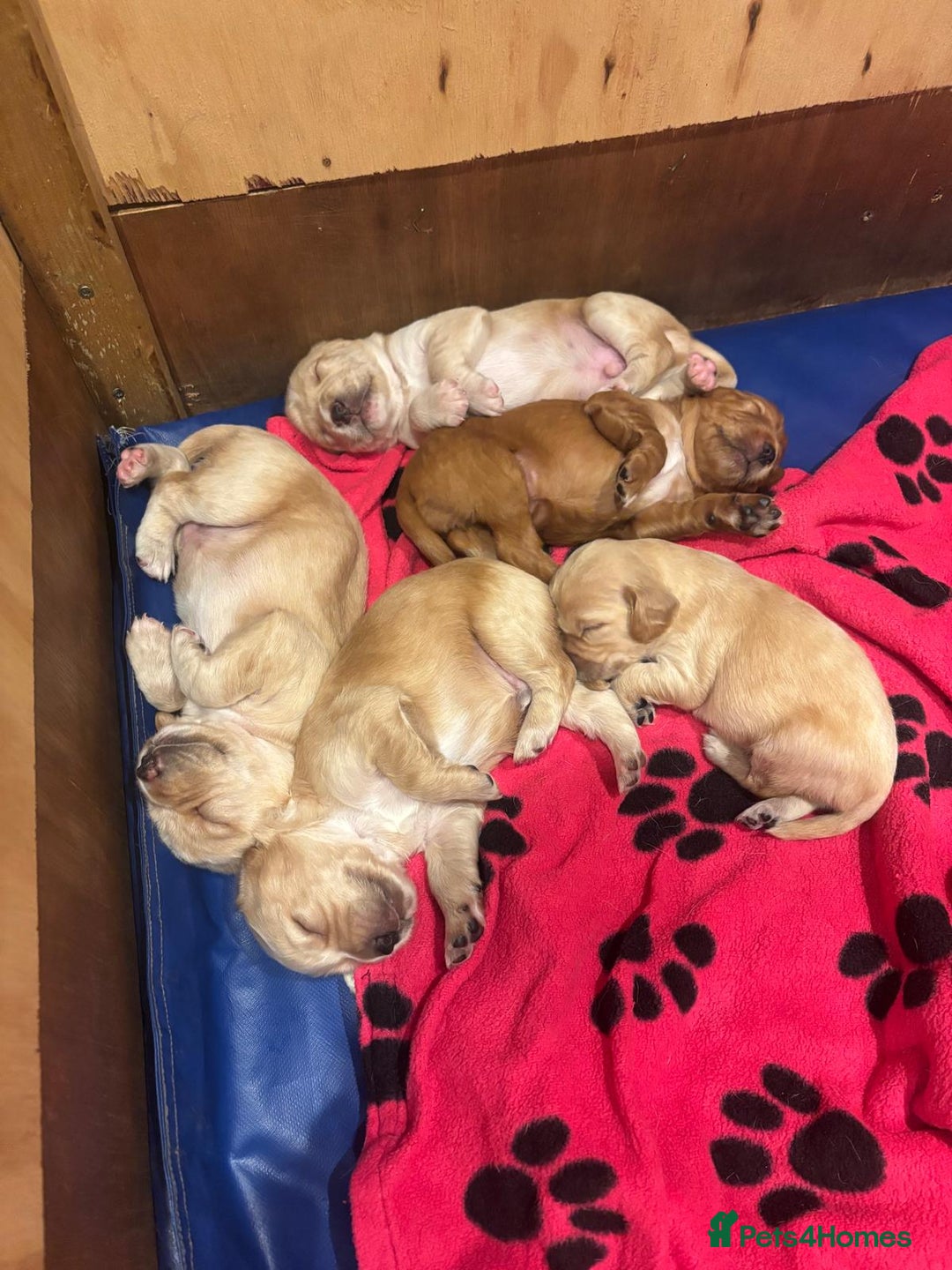 Cockerdor dogs for sale: Cockerdor puppies - Image 2