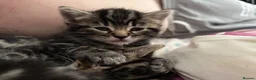 Mixed Breed cats for sale: Adorable Tabby Kittens – Home Raised & Cuddly - Advert 17