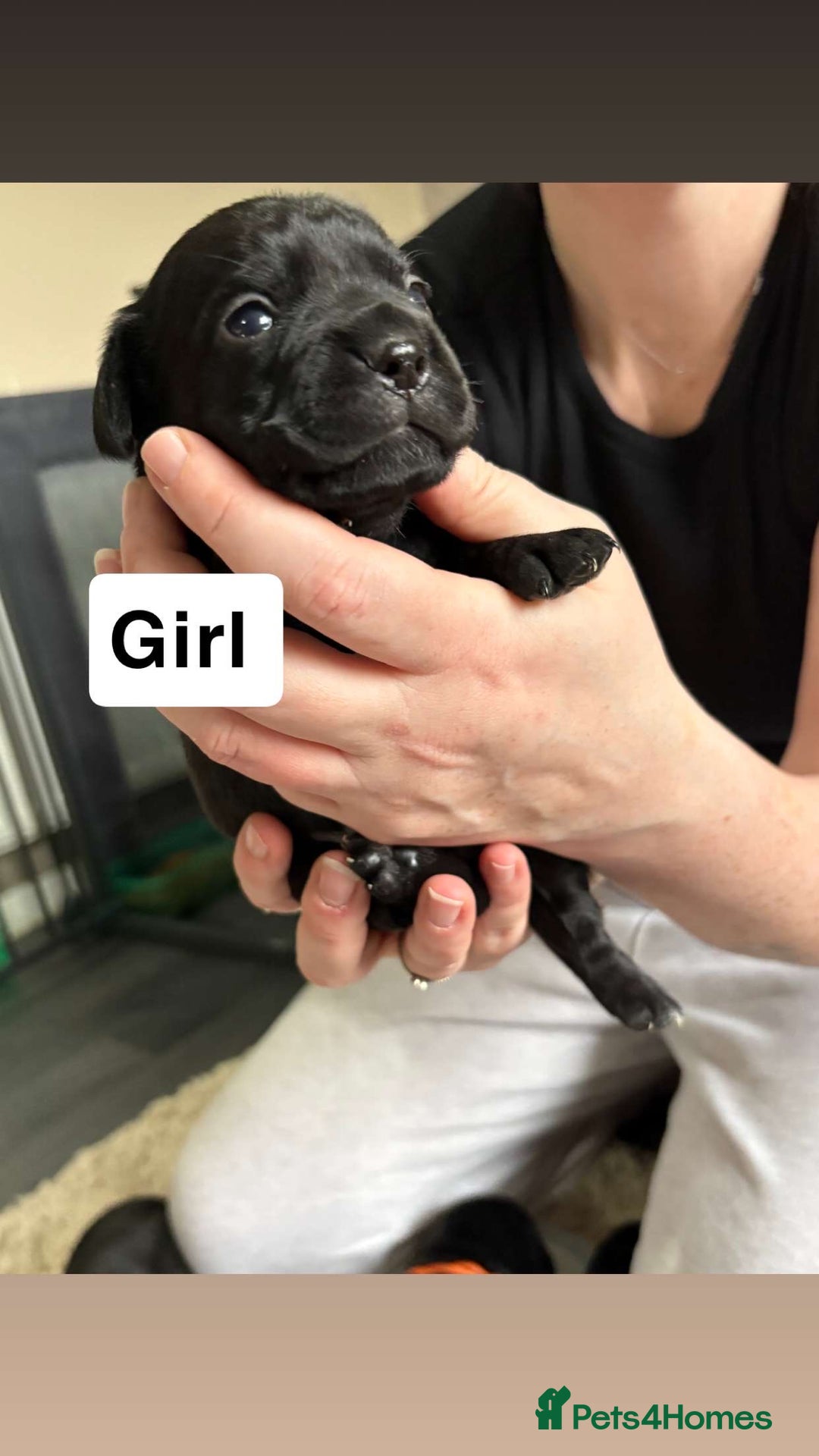 Mixed Breed dogs for sale: Frocker puppies - Advert 5